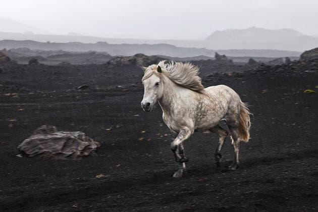 Islandpferd, Islandpony, Islaender (Equus przewalskii f. caballus), weisses freilaufendes Islandpferd in schwarzer Lavalandschaft, Island, Landmannaleid Islandic horse, Icelandic horse, Iceland pony (Equus przewalskii f. caballus), white free-range Iceland pony in black lava landscape, Iceland, Landmannaleid BLWS632518 *** Icelandic horse, Iceland pony, Icelandic Equus przewalskii f caballus , white free range Iceland pony in black lava landscape, Iceland, Landmannaleid Icelandic horse, Icelandic horse, Iceland pony Equus przewalskii f caballus , white free range Iceland pony in black lava landscape, Iceland, Landmannaleid BLWS632518 Copyright: xblickwinkel S.xZiesex