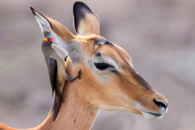 Creative Highlights World Rotschnabel-Madenhacker, Rotschnabelmadenhacker (Buphagus erythrorhynchus), sucht im Ohr eines Impalas nach Parasiten, Suedafrika, Mpumalanga Red-billed Oxpecker (Buphagus erythrorhynchus), searching for parasites in the ear of an Impala (Aepyceros melampus), South Africa, Mpumalanga BLWS632693 *** Red-billed maggothacker, Red-billed maggothacker Buphagus erythrorhynchus , searching for parasites in the ear of an impala, South Africa, Mpumalanga Red billed Oxpecker Buphagus erythrorhynchus , searching for parasites in the ear of an Impala Aepyceros melampus , South Africa, Mpumalanga BLWS632693 Copyright: xblickwinkel AGAMI S.xGattox