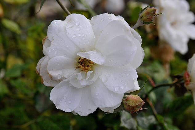 Copenhagen Denmark 13 November 2020 Wild white rose in small garden in Kastrup Copenhagen Denmark. ( .Photo Francis Dean Deanpictures)