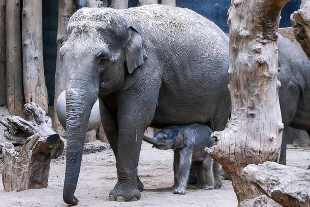 Bilder des Jahres 2020, Entertainment 11 November Entertainment Bilder des Tages AMERSFOORT, 13-11-2020 ,Dierenpark Amersfoort Dutchnews, On November 12, elephant Kina gave birth to a small giant in Amersfoort Animal Park In DierenPark Amersfoort is op 12 november olifant Kina bevallen van een kleine reus Little elephant born in Amersfoort Animal Park  x9883843x Copyright: