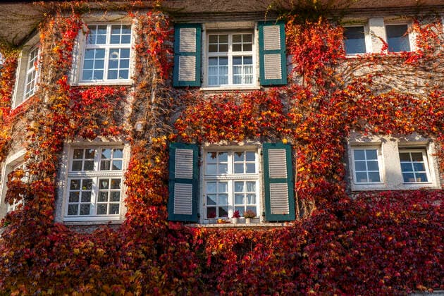 Efeu Fassaden in Siedlung Margarethenhöhe, im Herbst, unter Denkmalschutz stehende Gartenstadt Siedlung, gebaut von 1906 bis 1938, Essen, Deutschland Siedlung Margarethenhöhe