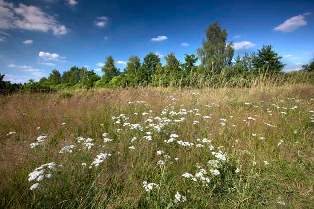 Gemeine Schafgarbe, Schafgarbe (Achillea millefolium), Wiese im Tal der Grossen Nete, Belgien, Antwerpen, Netevallei Yarrow, Common yarrow (Achillea millefolium), meadoe in the valley of the river Grosse Nete, Belgium, Antwerp, Netevallei BLWS632724 *** Common yarrow, Yarrow Achillea millefolium , meadoe in the valley of the river Grosse Nete, Belgium, Antwerp, Netevallei Yarrow, Common yarrow Achillea millefolium , meadoe in the valley of the river Grosse Nete, Belgium, Antwerp, Netevallei BLWS632724 Copyright: xblickwinkel W.xPattynx