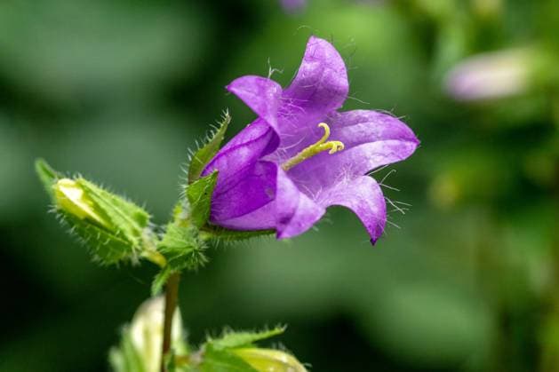 Breitblättrige Glockenblume ( Campanula latifolia) McPRMU *** Broad-leaved bellflower Campanula latifolia McPRMU McPRMU