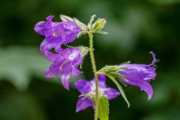 Breitblättrige Glockenblume ( Campanula latifolia) McPRMU *** Broad-leaved bellflower Campanula latifolia McPRMU McPRMU