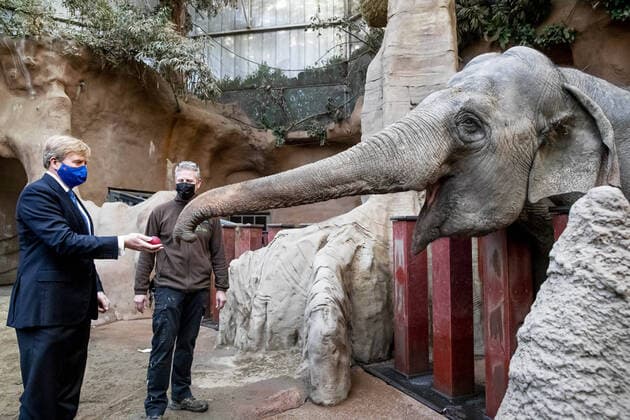 Bilder des Jahres 2020, Entertainment 11 November Entertainment Themen der Woche KW48 Entertainment Bilder des Tages 23-11-2020 Rotterdam King Willem-Alexander visited the Zoo Diergaarde Blijdorp in Rotterdam. Zoos, conservation organizations and researchers worldwide collaborate in international research and breeding programs to keep animal populations healthy. They do this through, among other things, the European Endagered Species Program (EEP) of the European Association of Zoos and Aquaria (EAZA). Zoos have seen a decline in income due to closures or limited visiting options. This gives them less financial options to invest in research and breeding programs. Travel restrictions also hinder the transport of animals for breeding programs.  Copyright: xxPPE pool RPE Katwijkx