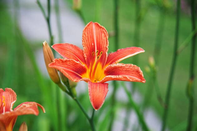 IMAGO Nature: Unsere Erde, Pflanzen, Seltene Pflanzen Orange Day Lily orange flowers of lilies on the blurry green background  Copyright: xraduga21x 14027134