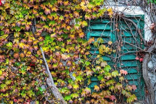 Dreispitzige Jungfernrebe (Parthenocissus tricuspidata) und Efeu (Hedera) wachsen über alte Fens­ter­bal­ken, Weiz, Österreich, Europa Copyright: imageBROKER/ReinholdxSchrank ibxyuc06077981.jpg