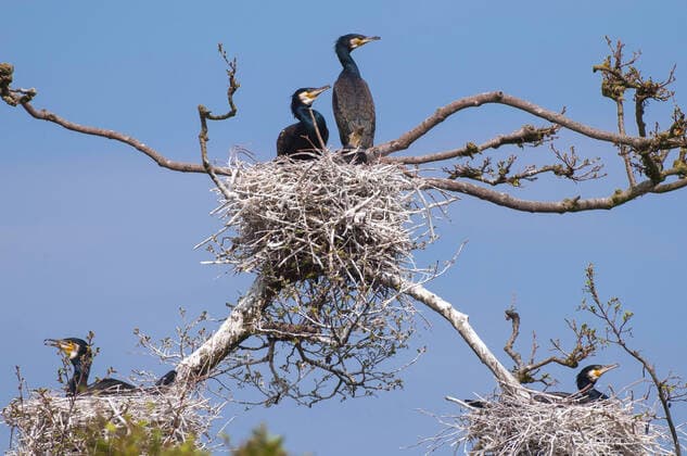 Kormoran (Phalacrocorax carbo), Kormorankolonie auf einem Baum, Deutschland, Mecklenburg-Vorpommern, Zarrentin great cormorant (Phalacrocorax carbo), colony on a tree, Germany, Mecklenburg-Western Pomerania, Zarrentin BLWS633416
