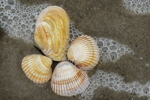 Herzmuscheln (Cardiidae), Herzmuscheln am Nordseestrand, Deutschland, Schleswig-Holstein cockles (cockle shells) (Cardiidae), cockle shells on the North Sea beach, Germany, Schleswig-Holstein BLWS633531