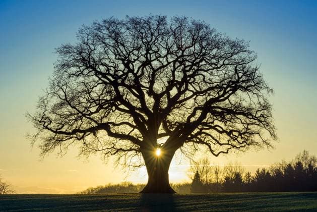 Eiche (Quercus spec.), 400 Jahre alte Eiche im Sonnenuntergang, Deutschland, Niedersachsen, Melle oak (Quercus spec.), 400 year old oak tree at sunset, Germany, Lower Saxony, Melle BLWS633520