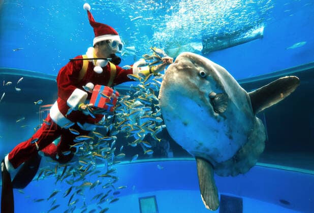 Bilder des Jahres 2020, Entertainment 11 November Entertainment Themen der Woche KW48 Entertainment Bilder des Tages November 28, 2020, Yokohama, Japan - A diver in Santa costume feeds to a sunfish in a large fishtank as a part of Christmas event at the Hakkeijima Sea Paradise aquarium in Yokohama, suburban Tokyo on Saturday, November 28, 2020. The show will be held daily to attract visitors through Christmas Day.  (149012436)
