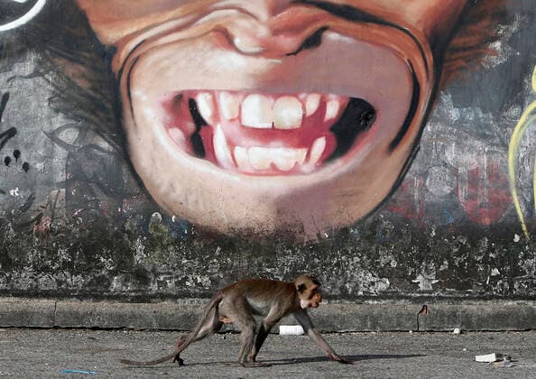 Bilder des Jahres 2020, Entertainment 11 November Entertainment Themen der Woche KW48 Entertainment Bilder des Tages November 29, 2020, Lopburi, Thailand: A graffiti of a monkey on a wall during the 32nd annual Monkey Party Festival, in Lopburi province, north of Bangkok, Lopburi Thailand - ZUMAs197 20201129_zaa_s197_015 Copyright: xChaiwatxSubprasomx