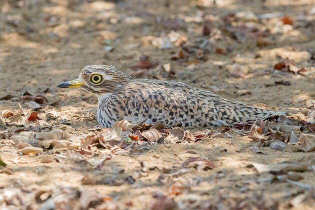 IMAGO Nature: Unsere Erde, Tiere, Tierische Meister der Tarnung Kap-Triel, Kaptriel (Burhinus capensis), Altvogel liegt gut getarnt am Boden, Oman, Dhofar Cape dikkop, Spotted thick-knee (Burhinus capensis), side view of an adult lying down on the ground, Oman, Dhofar BLWS634179 *** Cape Stone Curlew, Cape Stone Curlew Burhinus capensis , Alto Bird lies well camouflaged on the ground, Oman, Dhofar Cape dikkop, Spotted thick knee Burhinus capensis , side view of an adult lying down on the ground, Oman, Dhofar BLWS634179 Copyright: xblickwinkel AGAMI S.xGattox