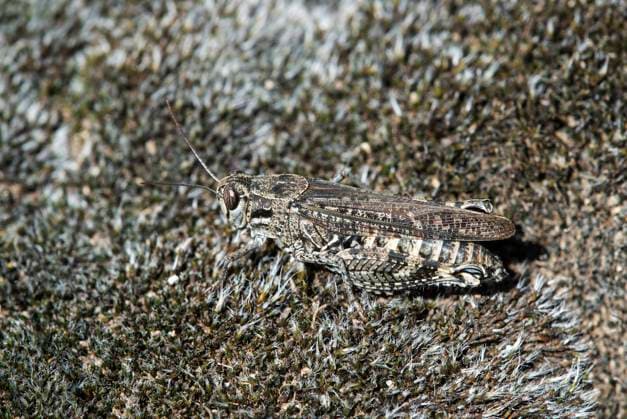 Gut getarnte Gefleckte Schnarrschrecke (Bryodemella tuberculata), Familie der Feldheuschrecken (Acrididae), Wallis, Schweiz *** Well camouflaged grasshopper species Bryodemella tuberculata of the Acrididae family, Valais, Switzerland *** Well camouflaged spotted rhinoceros Bryodemella tuberculata, family of field locusts Acrididae, Valais, Switzerland Well camouflaged grasshopper species Bryodemella tuberculata of the Acridididae family, Valais, Switzerland