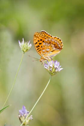 Kaisermantel, Silberstrich (Argynnis paphia), sitzt auf einem Bluetenstand, Frankreich silver-washed fritillary (Argynnis paphia), sits on an inflorescence, France BLWS634296 *** Emperors coat, silver washed Argynnis paphia , sitting on a flower stand, France silver washed fritillary Argynnis paphia , sits on an inflorescence, France BLWS634296 Copyright: xblickwinkel AGAMI T.xDoumax