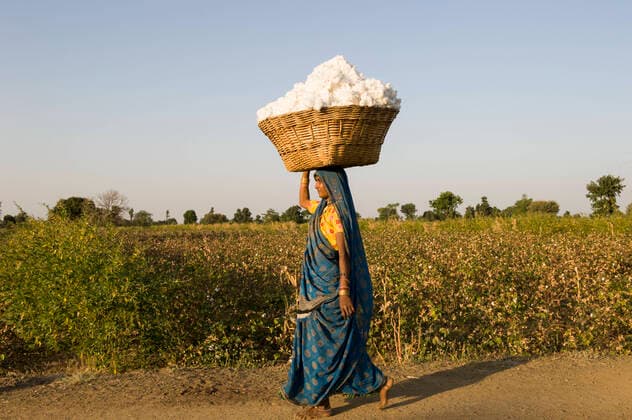 IMAGO Nature: Unsere Erde, Klimawandel, Baumwolle India Adivasi , organic and fair trade cotton INDIA, Madhya Pradesh, Nimad region, Khargone , tribal farmer of cooperative Shiv Krishi Utthan Sanstha harvest fair trade organic cotton *** INDIEN, Madhya Pradesh, Khargone, Adivasi farmer der Kooperative Shiv Krishi Utthan Sanstha ernten fairtrade Biobaumwolle Khargone Madhya Pradesh India