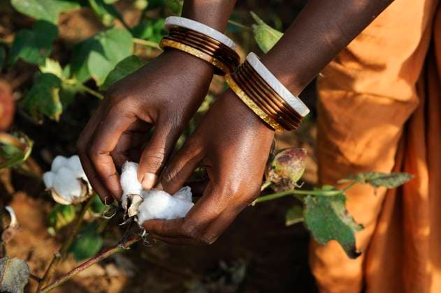 India Orissa fairtrade cotton farming, Agrocel Industries Ltd INDIA Odisha, village Kodesu, fairtrade cotton farmers of Agrocel near Rayagada, woman picks cotton *** INDIEN Orissa Raygada, fairtrade Baumwollbauern von Agrocel, Dorf Kodesu, Baumwollernte Rayagada Odisha India