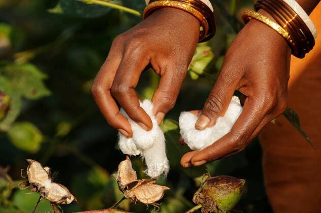 IMAGO Nature: Unsere Erde, Klimawandel, Baumwolle India Orissa fairtrade cotton farming, Agrocel Industries Ltd INDIA Odisha, village Kodesu, fairtrade cotton farmers of Agrocel near Rayagada, woman picks cotton *** INDIEN Orissa Raygada, fairtrade Baumwollbauern von Agrocel, Dorf Kodesu, Baumwollernte Rayagada Odisha India