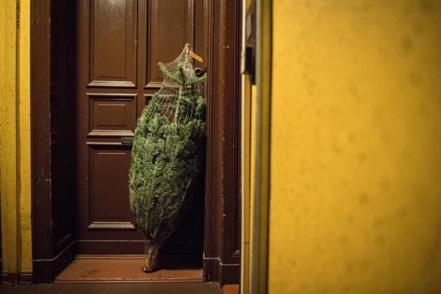 Ein eingenetzter Tannenbaum steht vor einer Wohnungstür in einem Treppenhaus in Berlin. Foto: bildgehege Weihnachtsbaum *** A netted Christmas tree is standing in front of an apartment door in a staircase in Berlin Photo picture nursery Christmas tree
