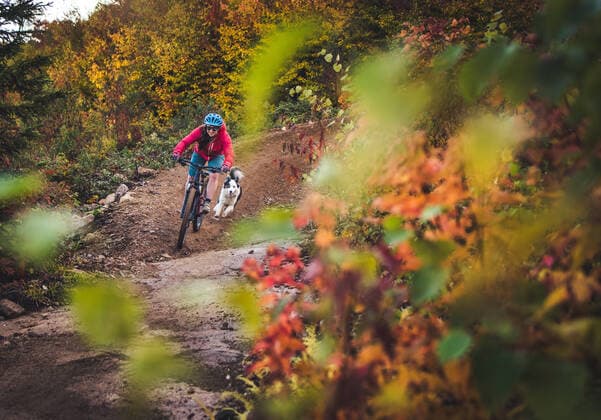 Female mountain-biking with dog running behind during foliage season Conway, NH, United States CR_BRDO201207B-579961-01 ,model released, Symbolfoto