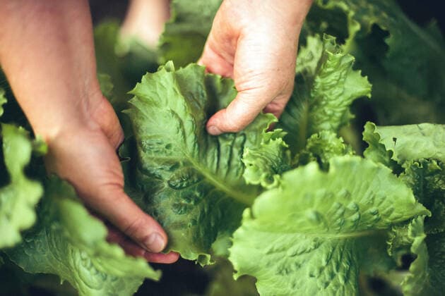 Farmer picking fresh organic salad form garden. CR_INCH201202C-586754-01 ,model released, Symbolfoto