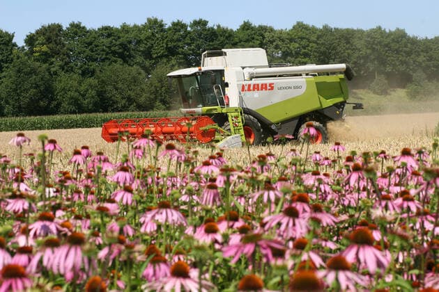 Purpurroter Sonnenhut, Purpursonnenhut, Roter Sonnenhut, Purpur-Sonnenhut, Purpursonnenhut, Scheinsonnenhut, Schein-Sonnenhut, Roter Purpursonnenhut (Echinacea purpurea, Rudbeckia purpurea, Brauneria purpurea), Anbau von Sonnenhut auf einem Feld, Maehdrescher im Hintergrund, Deutschland Purple Cone Flower, Eastern purple-coneflower, Purple-coneflower (Echinacea purpurea, Rudbeckia purpurea, Brauneria purpurea), cultivation of Purple Cone Flower on a field, Germany BLWS634460 *** Purple coneflower, Purple coneflower, Red coneflower, Purple coneflower, Purple coneflower, Purple coneflower, Mock coneflower, Shining coneflower, Red coneflower Echinacea purpurea, Rudbeckia purpurea, Brauneria purpurea , growing coneflower in a field, Combi Copyright: xblickwinkel M.xHenningx