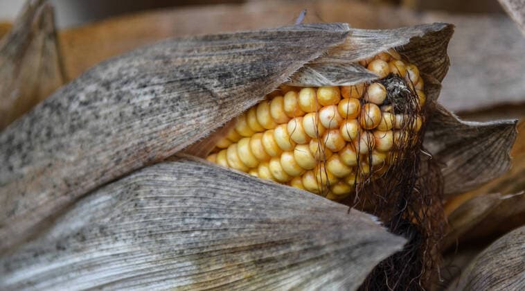 Reifer Maiskolben auf einem Maisfeld in der Rheinebene bei Opfingen. Foto:Winfried Rothermel *** Ripe maize cob on a maize field in the Rhine plain near Opfingen Photo Winfried Rothermel