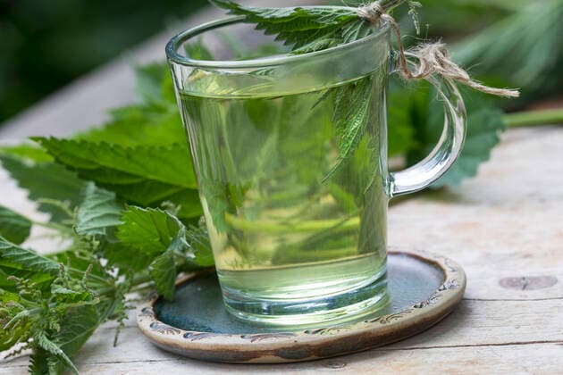 Grosse Brennnessel, Grosse Brennessel (Urtica dioica), selbstgemachter Brennnesseltee, Deutschland stinging nettle (Urtica dioica), selfmade stinging nettle tea, Germany BLWS634812 *** Stinging nettle, stinging nettle Urtica dioica , selfmade stinging nettle tea, Germany BLWS634812 Copyright: xblickwinkel F.xHeckerx