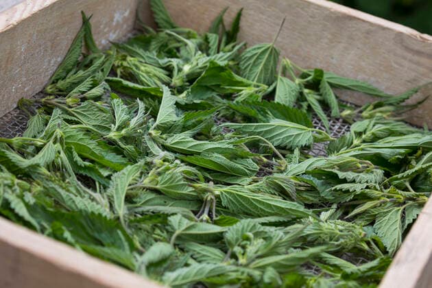 Grosse Brennnessel, Grosse Brennessel (Urtica dioica), Brennnesselblaetter werden fuer Brennnesseltte getrocknet, Deutschland stinging nettle (Urtica dioica), stinging nettle leaves are dried, Germany BLWS634824 *** Großer Brennnessel, Großer Brennessel Urtica dioica , Nettle leaves are dried for nettles, Germany stinging nettle Urtica dioica , stinging nettle leaves are dried, Germany BLWS634824 Copyright: xblickwinkel F.xHeckerx