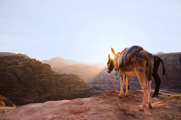Donkeys standing together on edge of mountain under rocky terrain dry valley in sightseeing place during tourist excursion into mountains Copyright: xAlbertoxLopezx Model Released