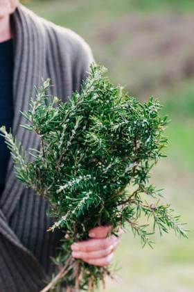 Crop woman with bunch of rosemary Copyright: xAlexandraxCoelhox Model Released