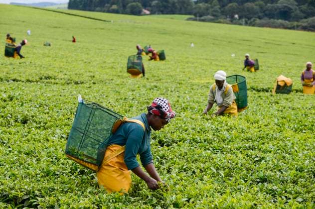 Kenya Kericho, tea plantation KENYA Kericho, worker pick tea leaves for Lipton tea, tea plantation of Unilever *** KENIA Kericho, Frauen pfluecken Teeblaetter fuer Lipton Tee auf einer Plantage von Unilever Kericho Kericho Kenya