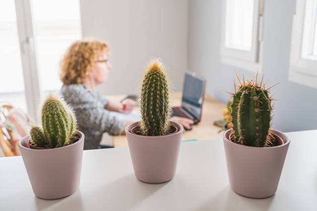 IMAGO Creative, Internationaler Frauenmonat, Entrepreneurinnen IMAGO Creative: Clickbait, Deko Ideen f?r Zuhause Side view of adult woman in casual clothes working on laptop in earphones at room decorated with cactuses in ceramic pots, Model released Copyright: xAlvaroxSanchezx MR