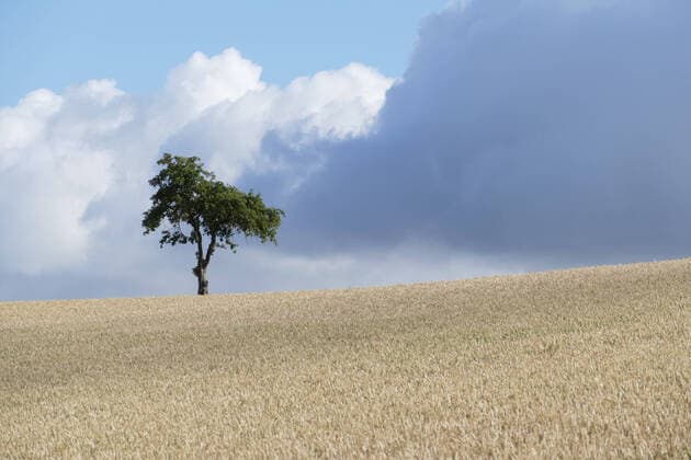 IMAGO Nature: Unsere Erde, Klimawandel, Ernährung, Pflanzen der Zukunft, Hafer Reifes Getreidefeld mit Baum und dicken Gewitterwolken am Himmel *** Ripe corn field with tree and thick storm clouds in sky 1098301531