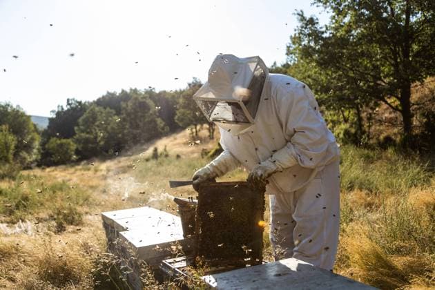 Anonymous beekeeper in protective gloves fumigating beehive with smoker while working on apiary in sunny day Copyright: xDavidxFuentesx Model Released