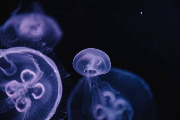IMAGO Creative: 2022 Farbe des Jahres: Very Peri, Veilchenblau IMAGO Creative: Kraft des Wassers Tranquil transparent blue jellyfish under sea turquoise water on blurred background Copyright: xGabrielxTrujillox Model Released
