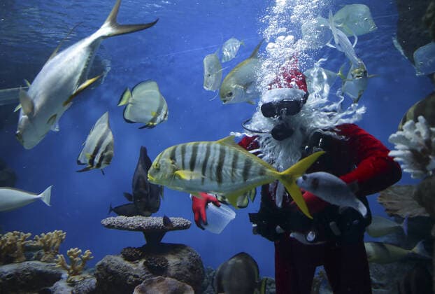 Bilder des Jahres 2020, Entertainment 12 Dezember Entertainment Bilder des Tages NOVOSIBIRSK, RUSSIA - DECEMBER 17, 2020: A scuba diver dressed as Santa Claus swims with fish during a performance at the Delfinia oceanography and marine biology centre. Kirill Kukhmar TASS  TS0F1F0A
