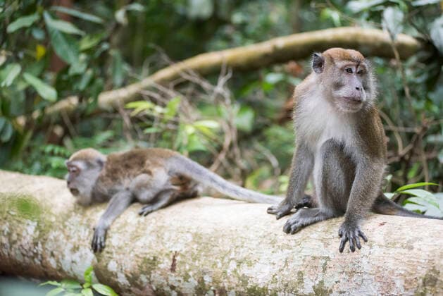 IMAGO Nature: Unsere Erde, Naturschutz, Naturschutzgebiete in Asien Long Tailed Macaques (Macaca Fascicularis) in the rainforest at Bukit Lawang, Gunung Leuser National Park, North Sumatra, Indonesia Bukit Lawang Asia Sumatra Indonesia Copyright: xMatthewxWilliams-Ellisx MWE_16084