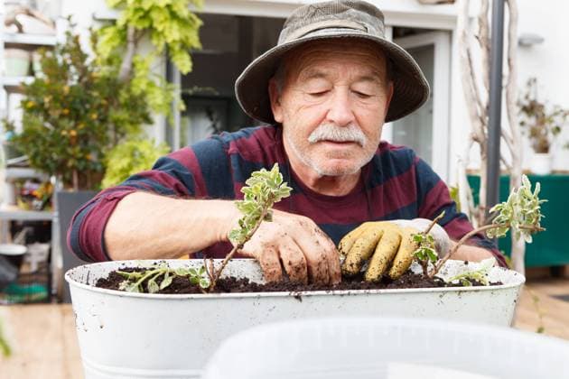 Senior male pensioner in casual clothes and hat planting seedlings in pot while sitting at table in garden near house Copyright: xInigoxCallesx Model Released
