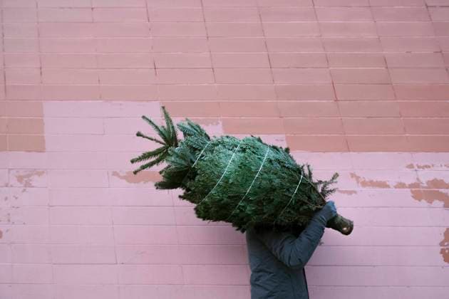 Young man with fir tree on his shoulder near the wall model released Symbolfoto EYAF00791