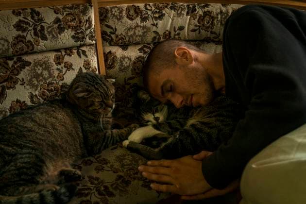 IMAGO Creative: Gesundheit, Stille Young guy sleeping with cute cats while relaxing on ornamental couch at home, Model released Copyright: xMikelxQuinax MR
