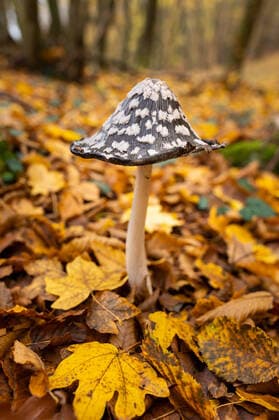 IMAGO Nature: Unsere Erde: Pflanzenwelt: Gepunktete Pflanzen A magpie inkcap fungus (Coprinopsis picacea) in a deciduous forest in autumn, colored leaves (Wachau, Austria) Rossatz-Arnsdorf Austria