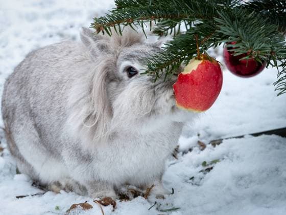 A white dwarf rabbit eating an apple hanging on a christmas tree, outside in snow Wien Austria
