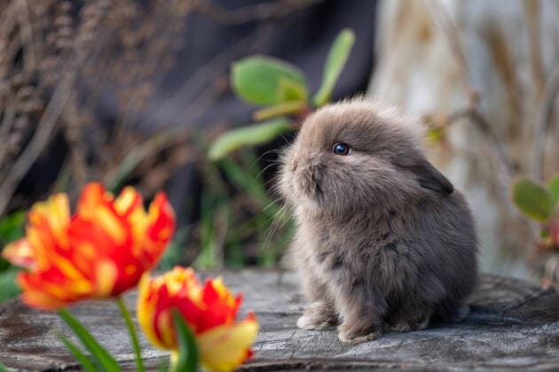 A young rabbit sitting on a tree stump on a sunny day in spring, colorful tulips Floridsdorf Austria