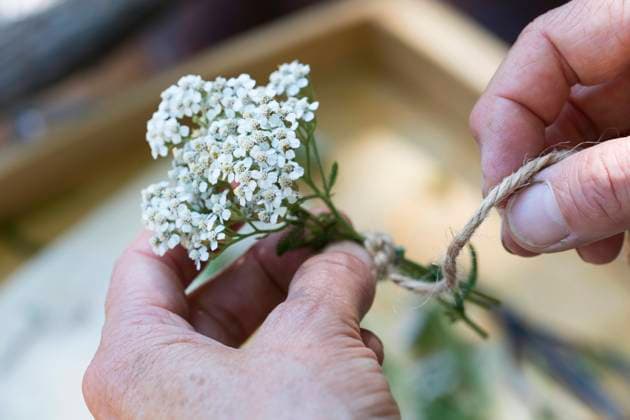 Wiesenschafgarbe, Wiesen-Schafgarbe, Gewoehnliche Schafgarbe, Gemeine Schafgarbe (Achillea millefolium), Schafgarbe-Straeusschen wird gebunden, Deutschland common yarrow, milfoil (Achillea millefolium), small bouquet of yarrows is being tied, Germany BLWS635190 *** Meadow yarrow, meadow yarrow, common yarrow, common yarrow Achillea millefolium , yarrow bouquet is being tied, Germany common yarrow, milfoil Achillea millefolium , small bouquet of yarrows is being tied, Germany BLWS635190 Copyright: xblickwinkel F.xHeckerx