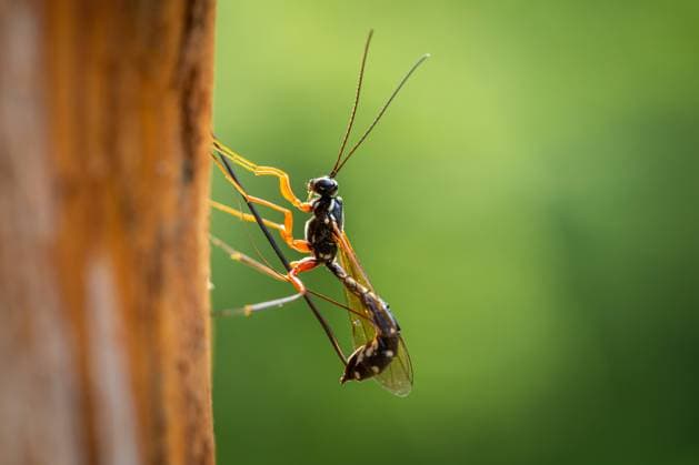 A female sabre wasp (Rhyssa persuasoria, Ichneumonidae) drilling into wood to lay eggs Payerbach Austria