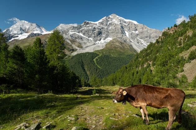 The Ortler Alps near Sulden (South Tyrol, Italy) on a sunny day in summer, cattle Stilfs Italy