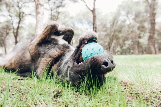 IMAGO Creative: Ruhe im Chaos a big brown dog playing happily in forest with a ball Copyright: xLUCIAxVARGASx Model Released