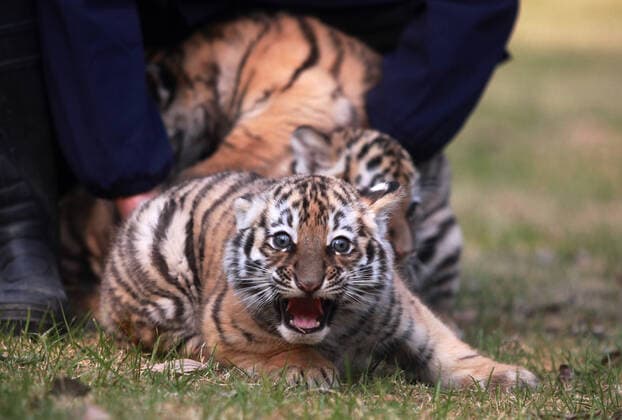 Bilder des Jahres 2020, Entertainment 12 Dezember Entertainment Bilder des Tages (201224) -- YANGZHOU, Dec. 24, 2020 -- Three baby tigers are seen at Yangzhou Zoo in Yangzhou, east China s Jiangsu Province, Dec. 24, 2020. The tiger triplets from Yangzhou Zoo made their debut here on Thursday. The triplets, two females and one male, were born on Oct. 24 this year. (Photo by Xinhua) CHINA-JIANGSU-YANGZHOU-BABY TIGER-DEBUT (CN) MengxDelong 