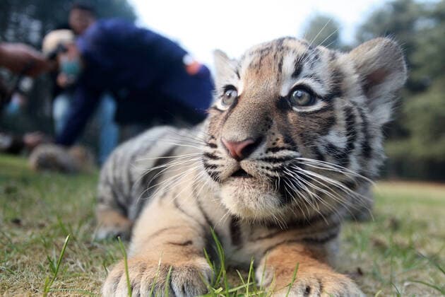 Entertainment Themen der Woche KW52 Bilder des Jahres 2020, News 12 Dezember News Bilder des Tages (201224) -- YANGZHOU, Dec. 24, 2020 -- A baby tiger is seen at Yangzhou Zoo in Yangzhou, east China s Jiangsu Province, Dec. 24, 2020. The tiger triplets from Yangzhou Zoo made their debut here on Thursday. The triplets, two females and one male, were born on Oct. 24 this year. (Photo by Xinhua) CHINA-JIANGSU-YANGZHOU-BABY TIGER-DEBUT (CN) MengxDelong 